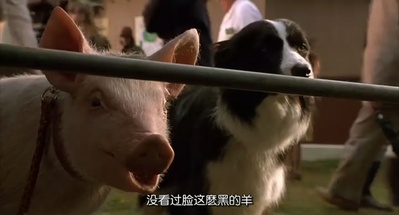 小猪宝贝剧照的剧照