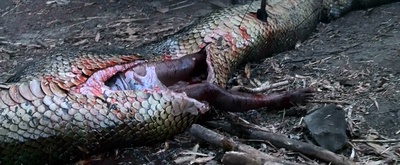 狂蟒之灾2剧照的剧照