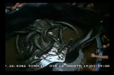 狂蟒之灾2剧照的剧照