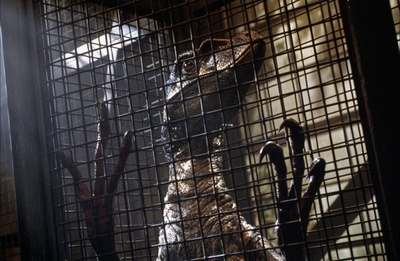 侏罗纪公园3剧照的剧照