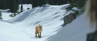 涉足荒野剧照的剧照