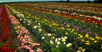 惊变28天剧照的剧照