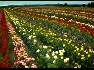 惊变28天剧照的剧照