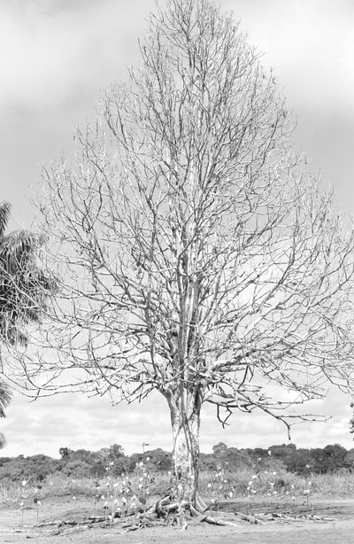 蛇之拥抱剧照的剧照