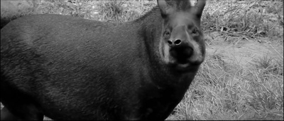 蛇之拥抱剧照的剧照