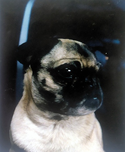 黑衣人剧照的剧照