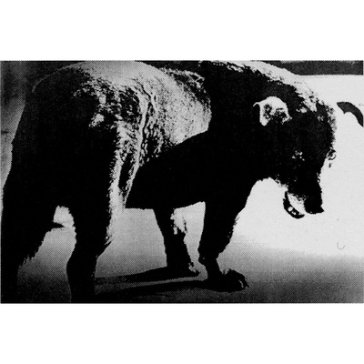 Near Equal 森山大道剧照的剧照