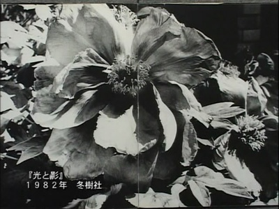 Near Equal 森山大道剧照的剧照