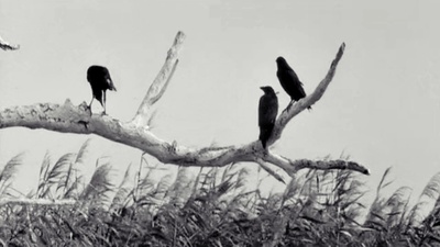 鬼婆剧照的剧照