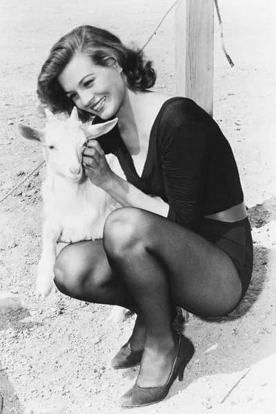 赤胆屠龙剧照的剧照