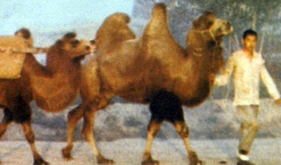 骆驼祥子剧照的剧照