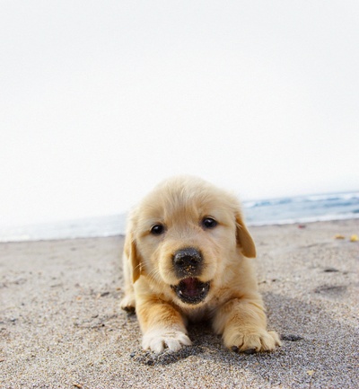 狗狗与我的十个约定剧照的剧照