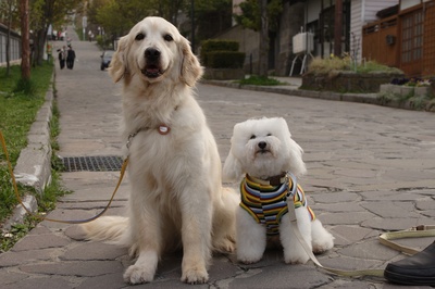 狗狗与我的十个约定剧照的剧照