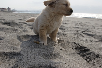 狗狗与我的十个约定剧照的剧照