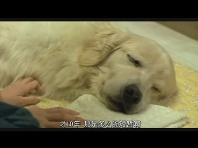 狗狗与我的十个约定剧照的剧照