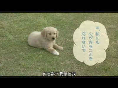 狗狗与我的十个约定剧照的剧照