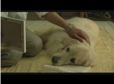 狗狗与我的十个约定剧照的剧照