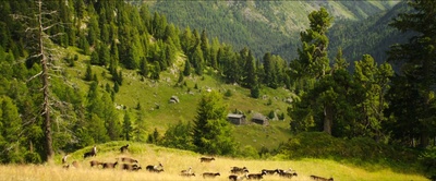 海蒂和爷爷剧照的剧照