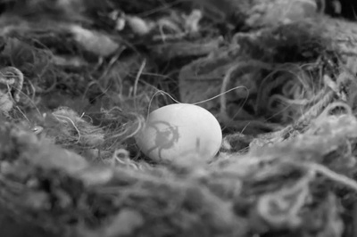 阿尔卡特兹的养鸟人剧照的剧照