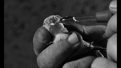 阿尔卡特兹的养鸟人剧照的剧照