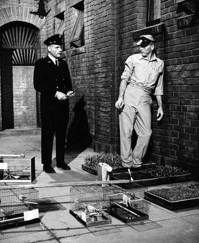 阿尔卡特兹的养鸟人剧照的剧照