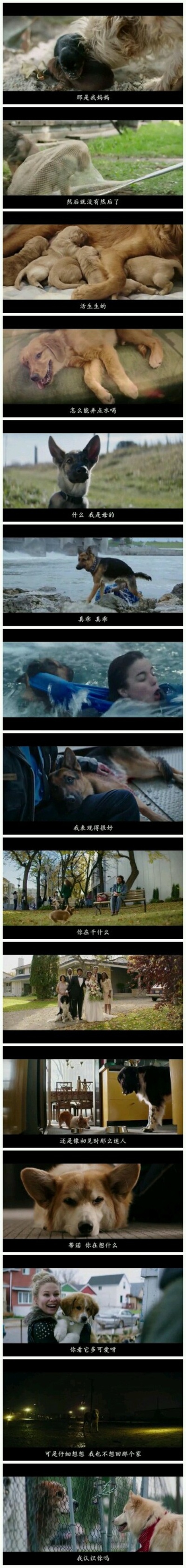 一条狗的使命剧照的剧照