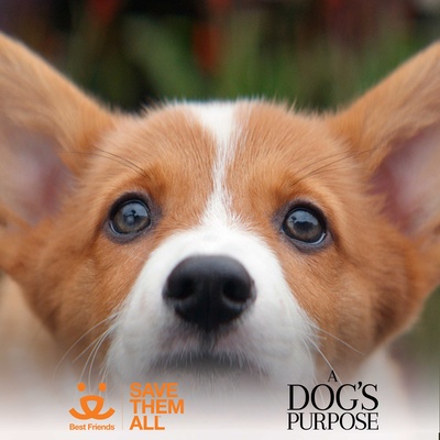 一条狗的使命剧照的剧照