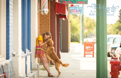 一条狗的使命剧照的剧照
