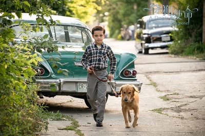 一条狗的使命剧照的剧照