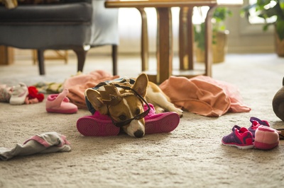 一条狗的使命剧照的剧照