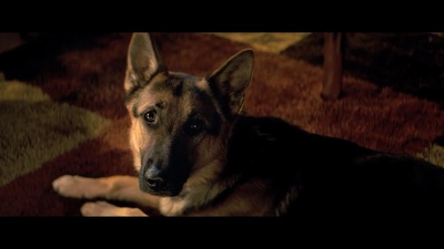 一条狗的使命剧照的剧照