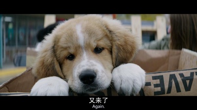 一条狗的使命剧照的剧照