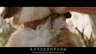 一条狗的使命剧照的剧照