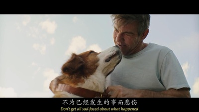 一条狗的使命剧照的剧照