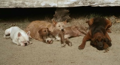 二手狮王剧照的剧照