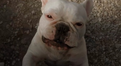 二手狮王剧照的剧照