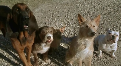 二手狮王剧照的剧照