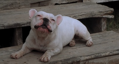 二手狮王剧照的剧照