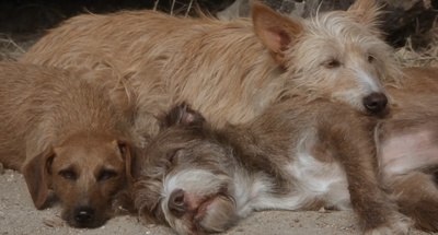 二手狮王剧照的剧照