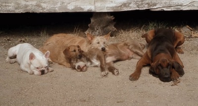 二手狮王剧照的剧照