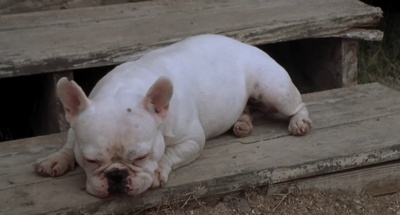 二手狮王剧照的剧照