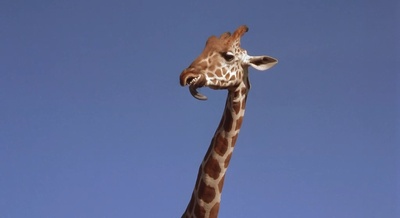 二手狮王剧照的剧照