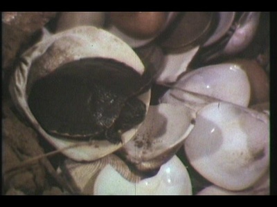 狮子山下 野孩子剧照的剧照