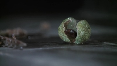 捕梦网剧照的剧照