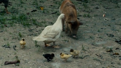 大卫·贝克汉姆：探索未知之境剧照的剧照