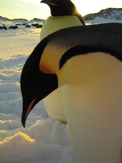 帝企鹅日记剧照的剧照