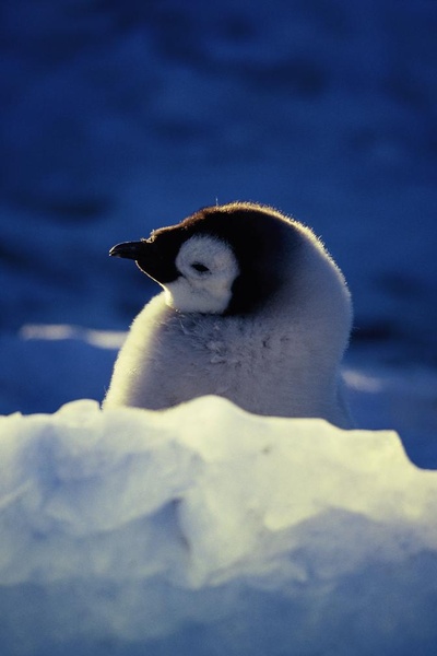 帝企鹅日记剧照的剧照