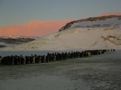 帝企鹅日记剧照的剧照