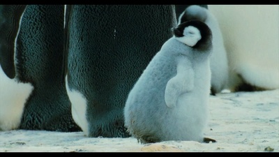 帝企鹅日记剧照的剧照
