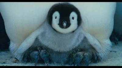 帝企鹅日记剧照的剧照